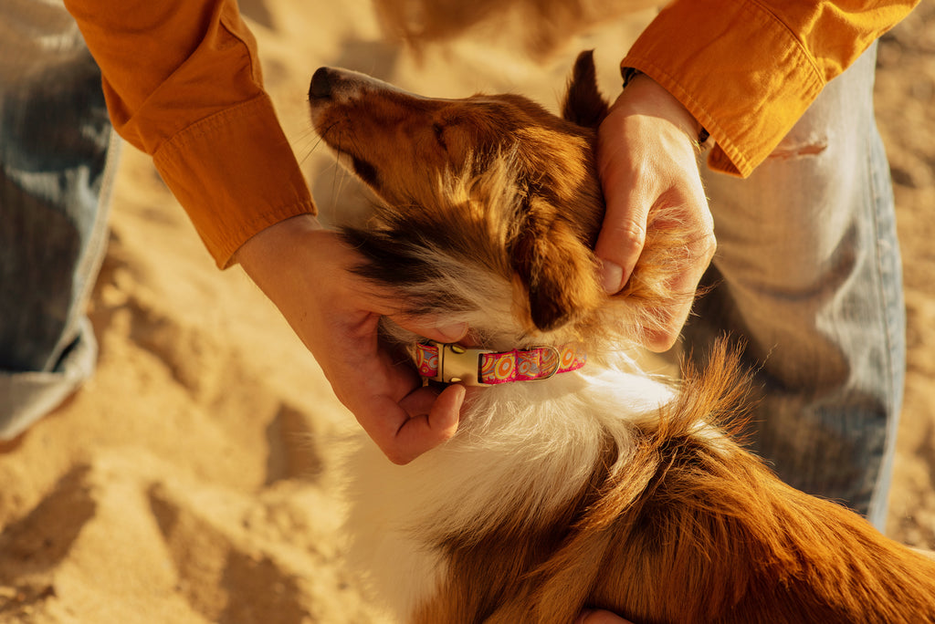 How to Choose the Best Collar For Your Dog