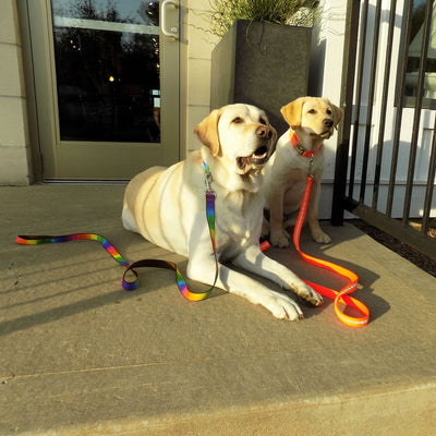 Rita Bean Dog Leash - Rainbow Stripe